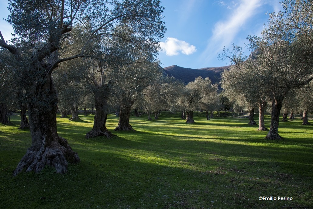 Paesaggio olivato 3