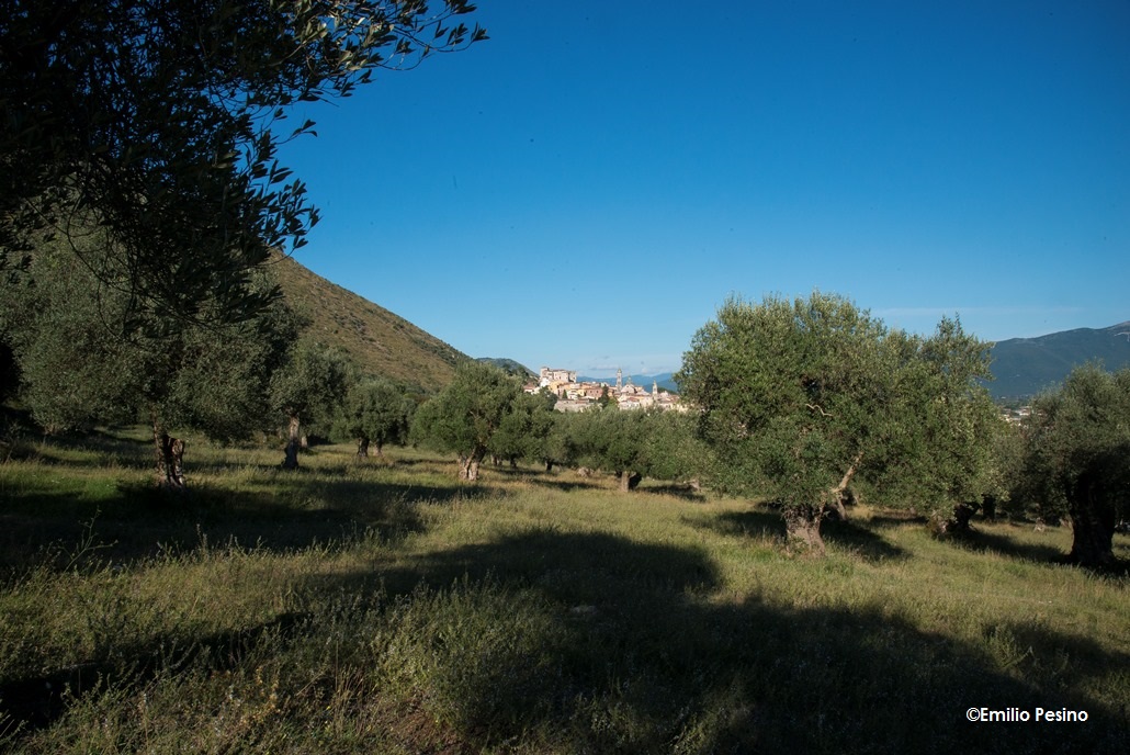 Paesaggio olivato 4